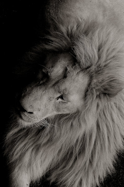 White Lion