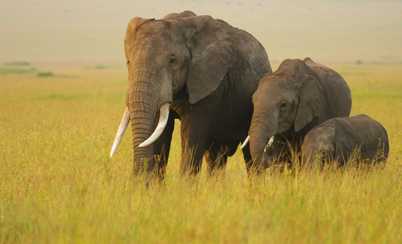 Elephant Family Group - Cropped