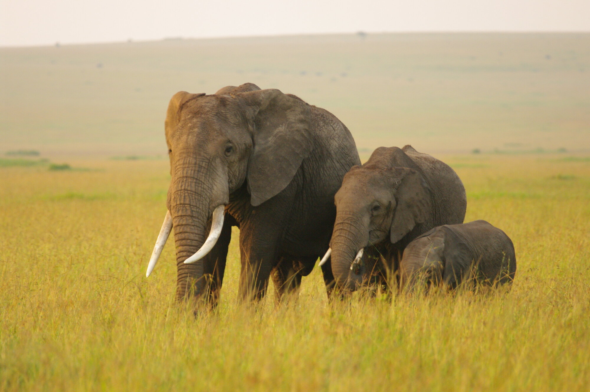 Elephant family group