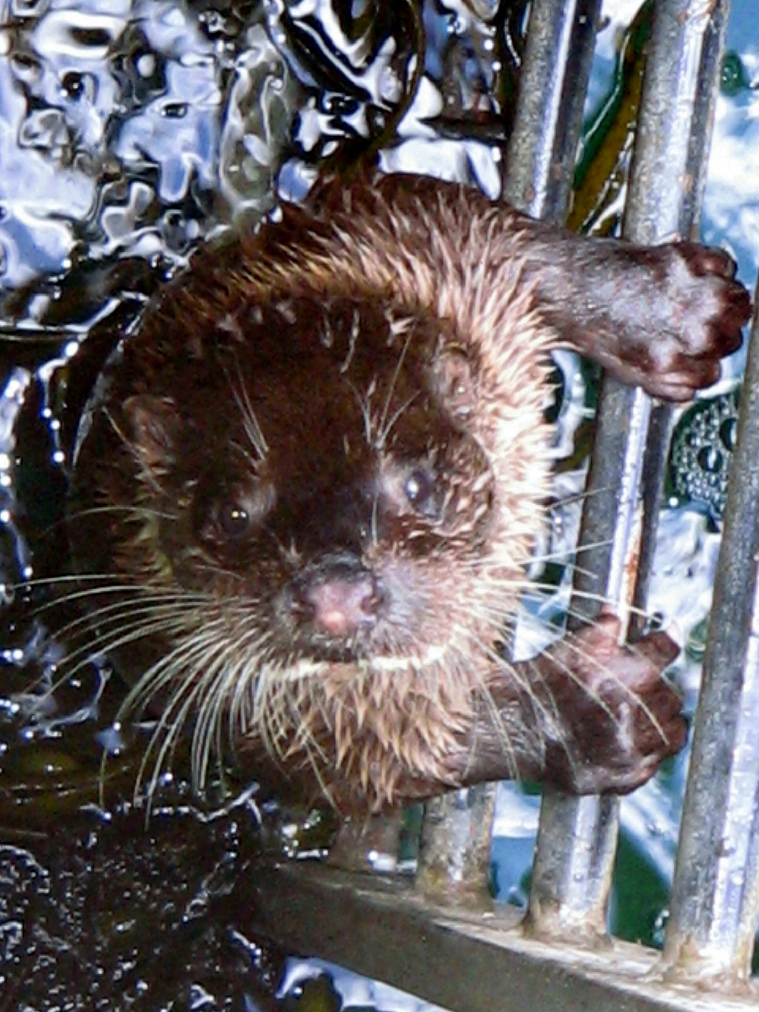Portaferry Sea Otter