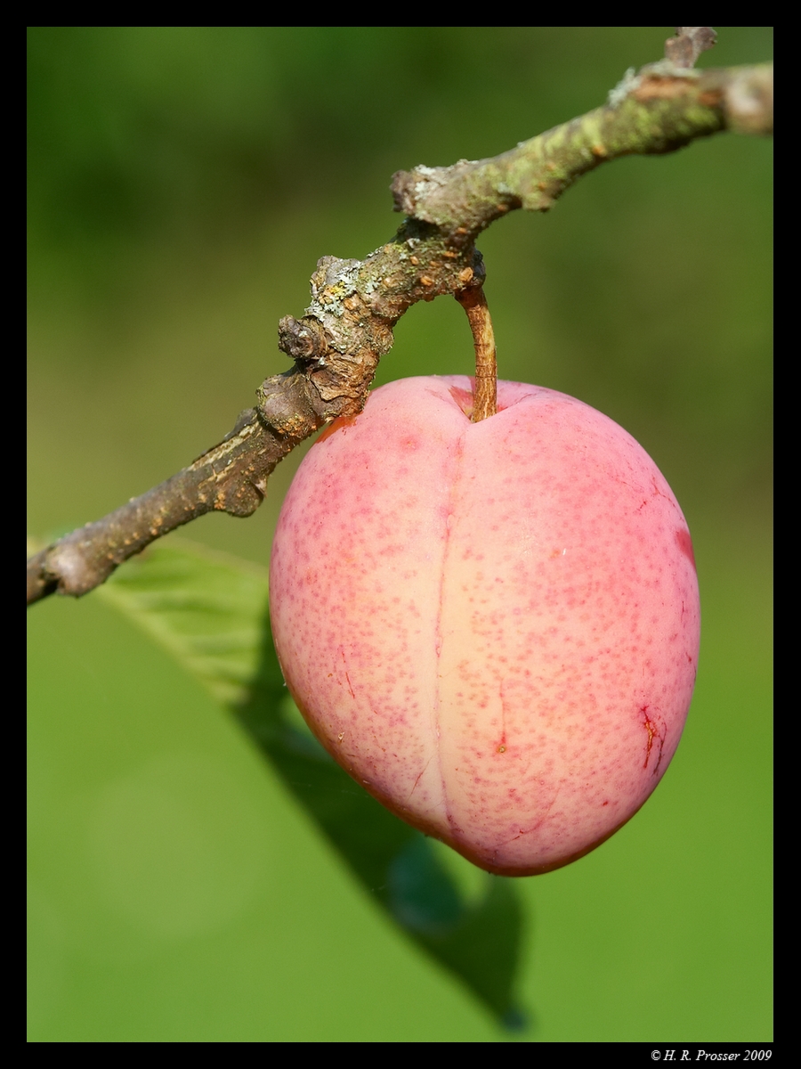 Ripening fruit