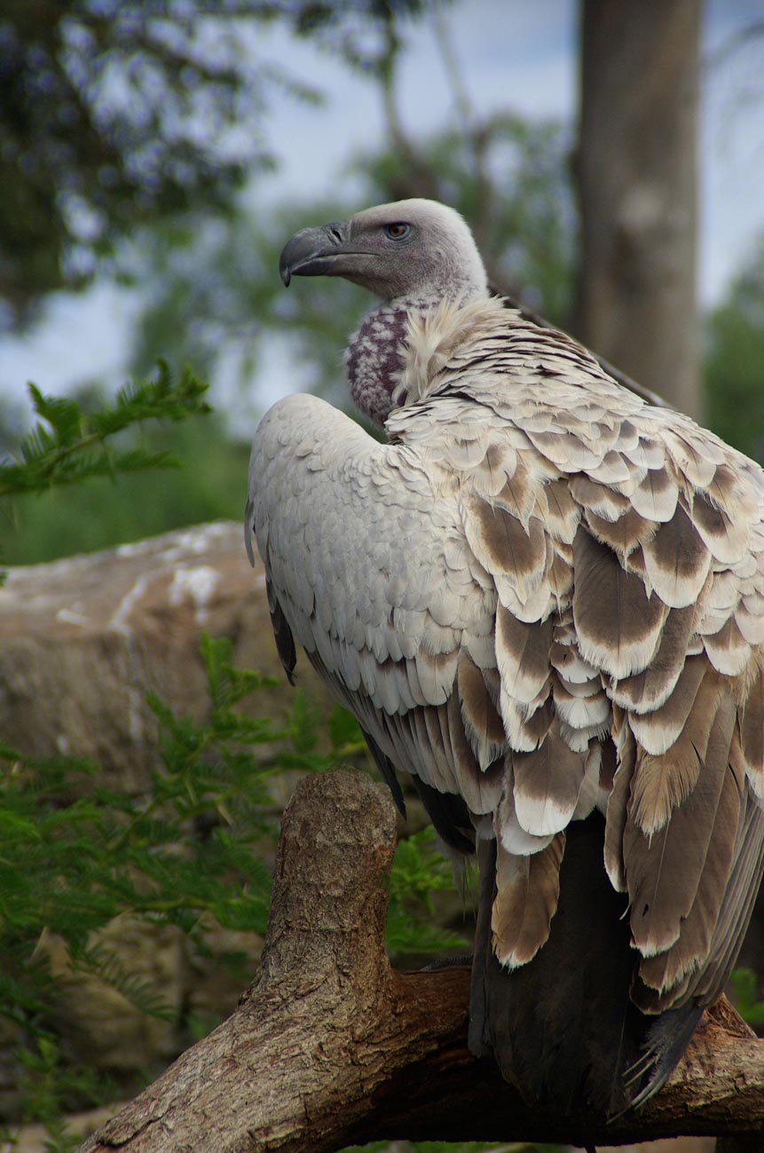 Vulture