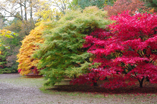 Autumn Colour,