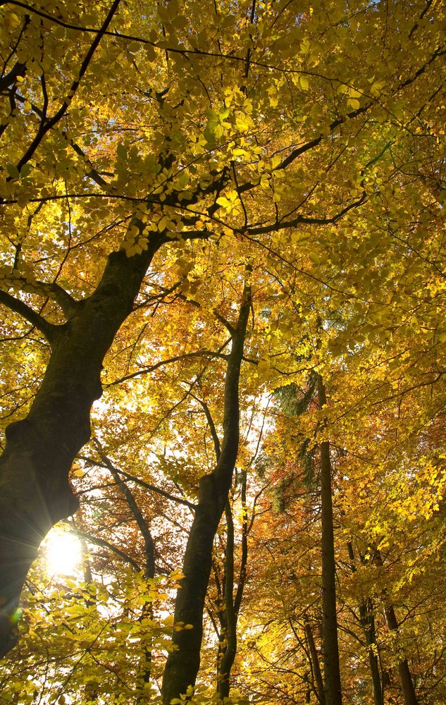 Autumn