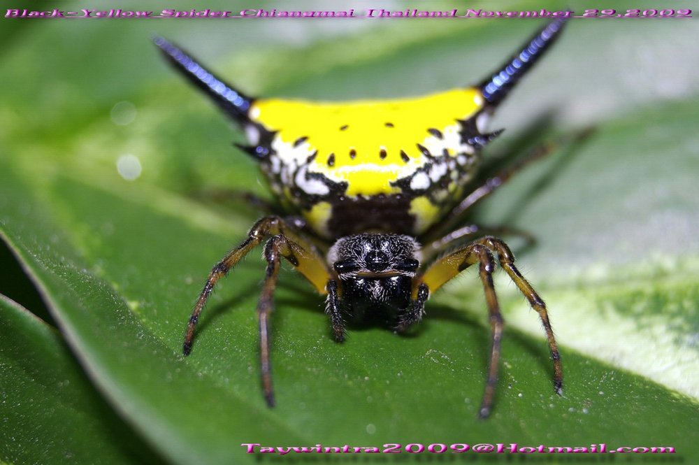 Black-Yellow Spider Chiangmai Thailand November 29,2009#2