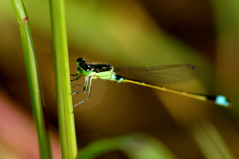 Dragon Fly