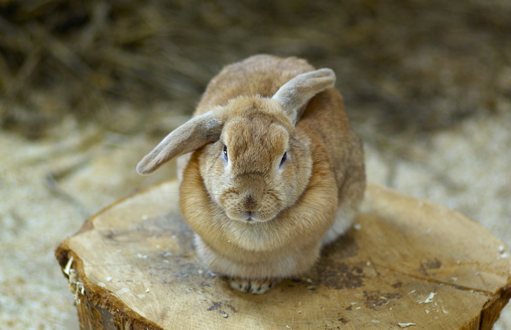 farm rabbit