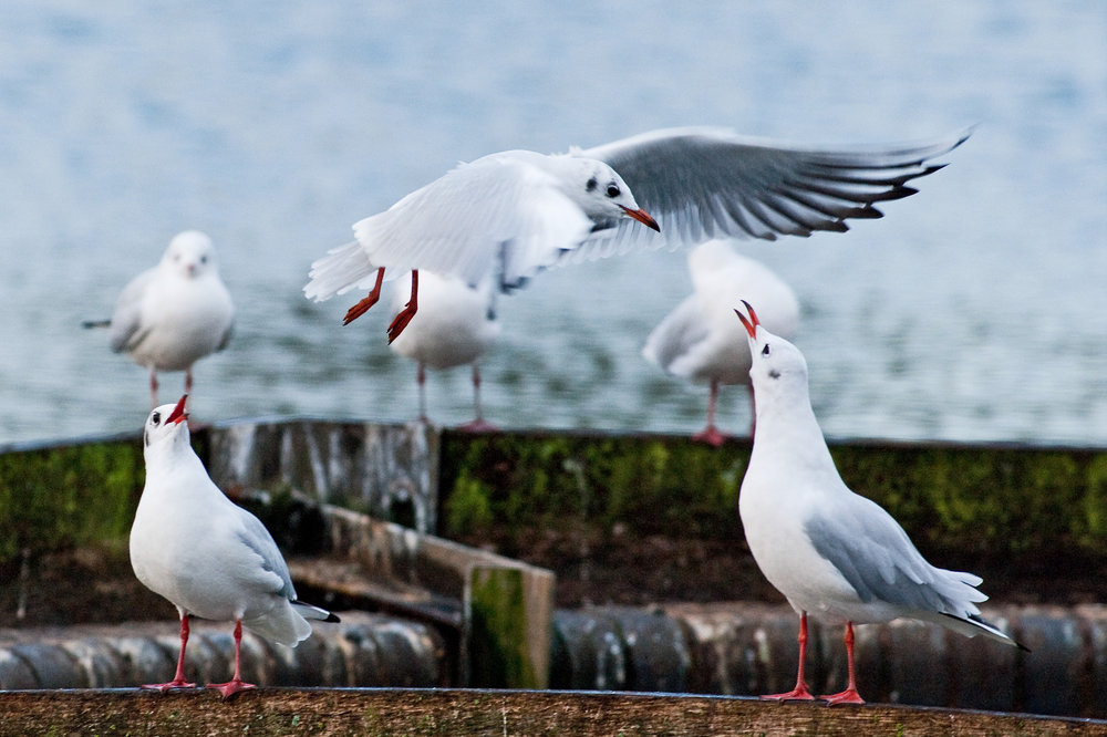 Gull Club...