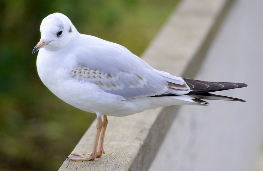 GULL