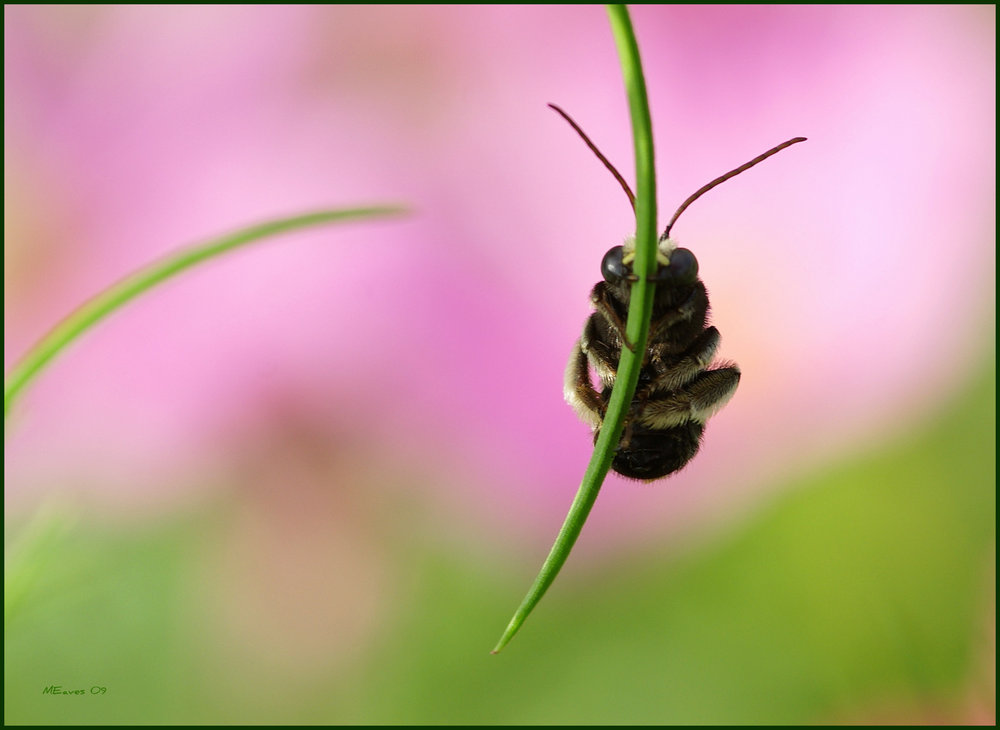 Hiding