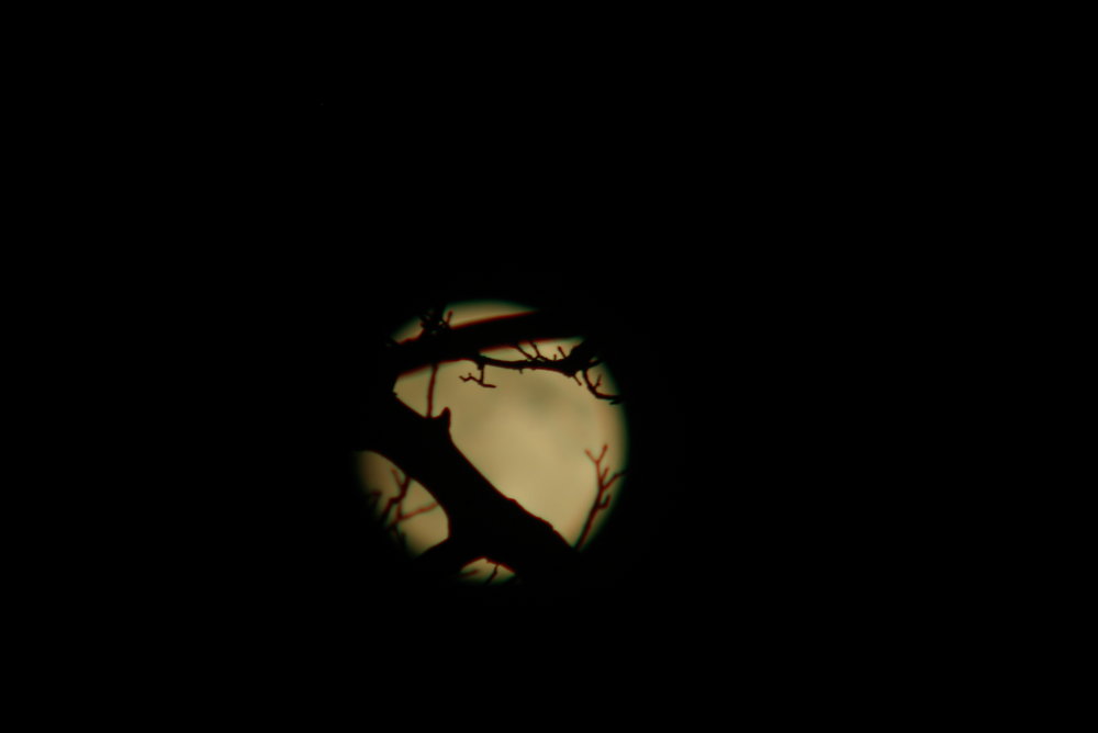 Hunter`s Moon