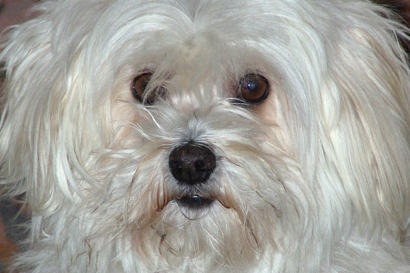 Percy