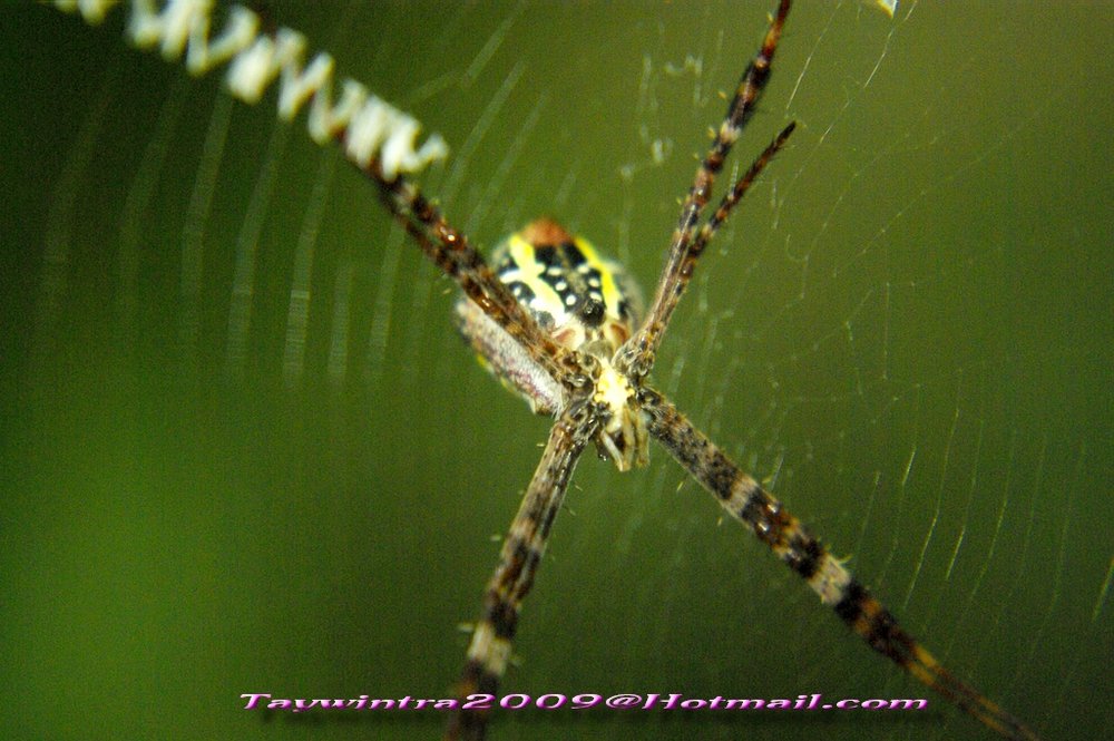 Spider Chiangmai Thailand November 26,2009
