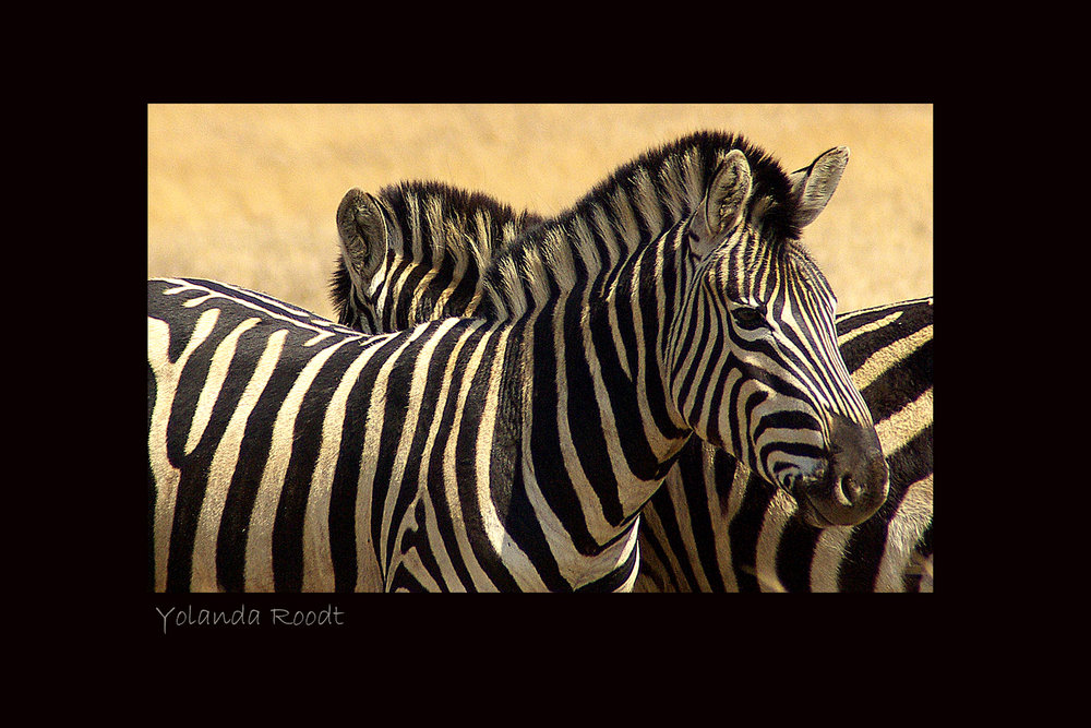 Zebra at Rietvlei