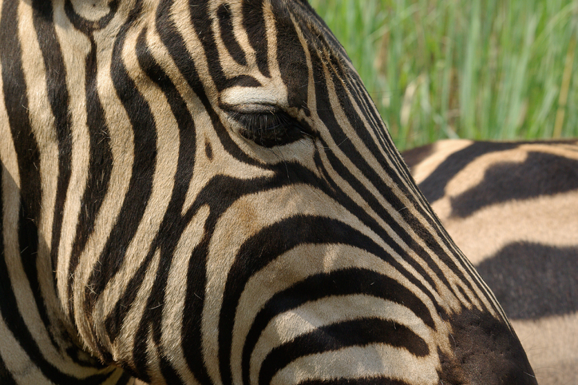Zebra up close
