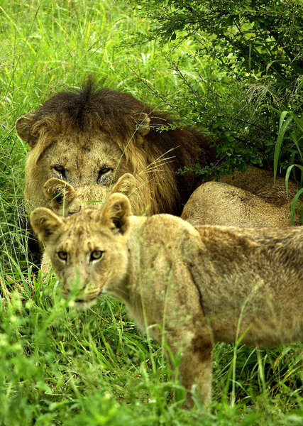 A Leo Trio