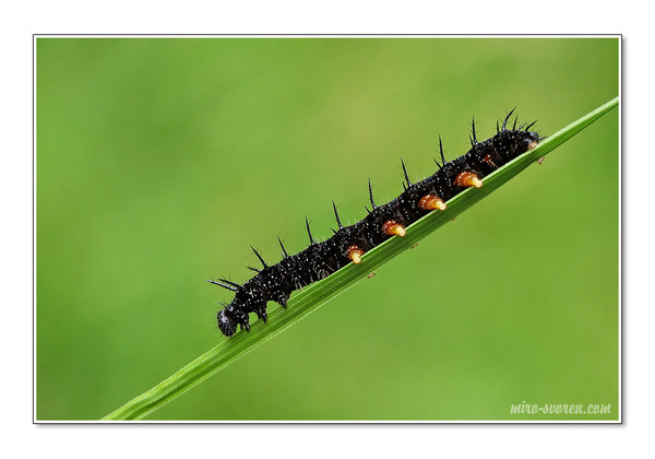 Caterpillar