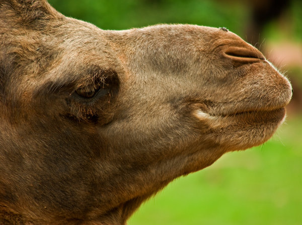 Closeup of a camel