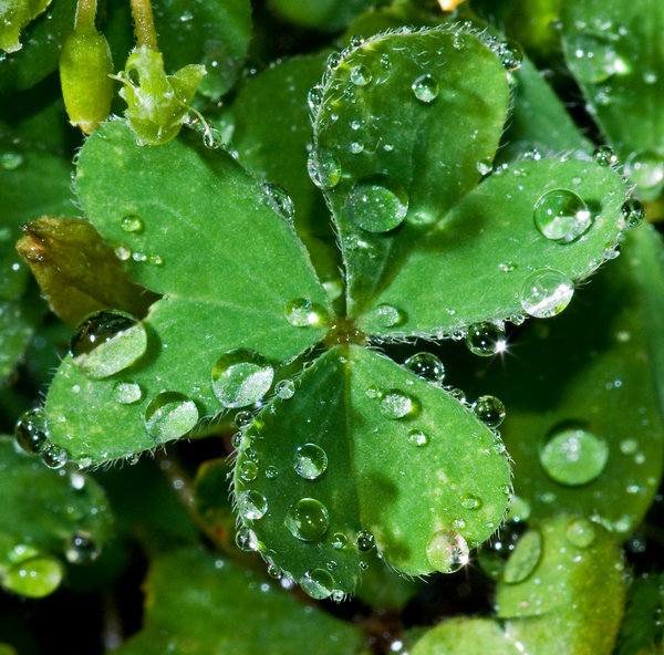 Dew-drops