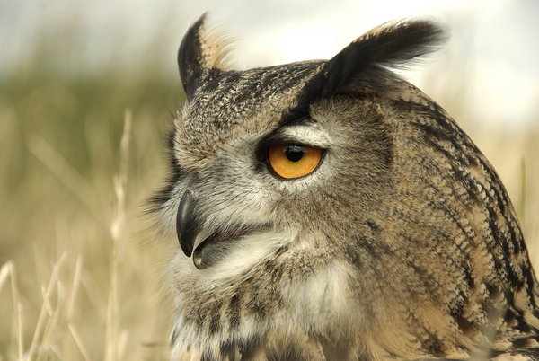 European Long Eared Owl