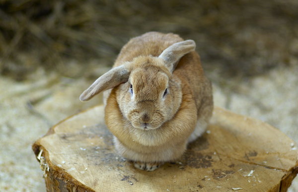 farm rabbit