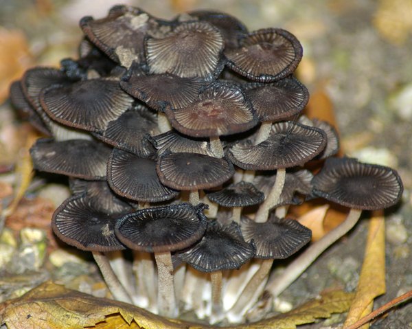 Fungus