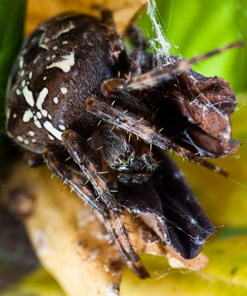 Garden Spider