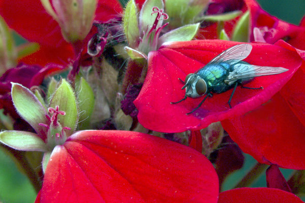 Greenbottle on geranium