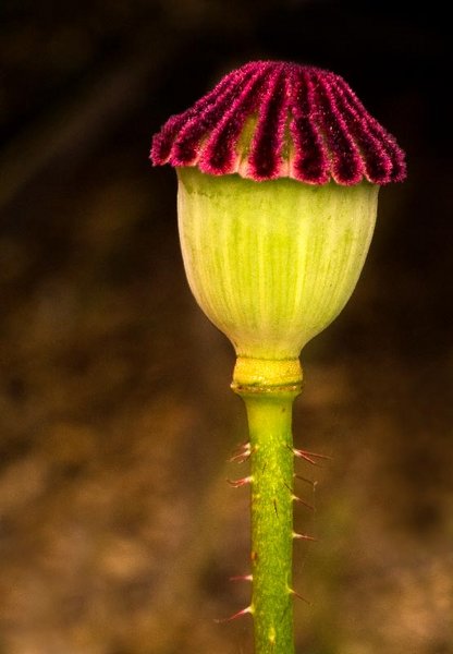 Poppy seed pod
