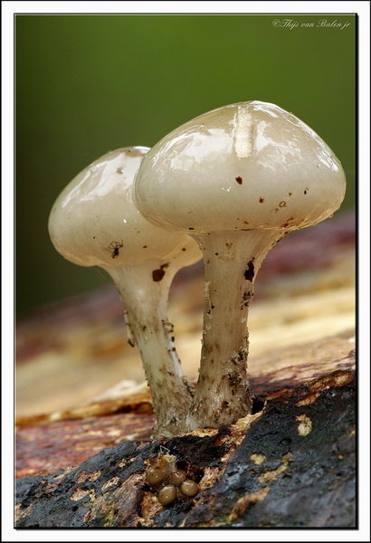 Porcelain Mushroom