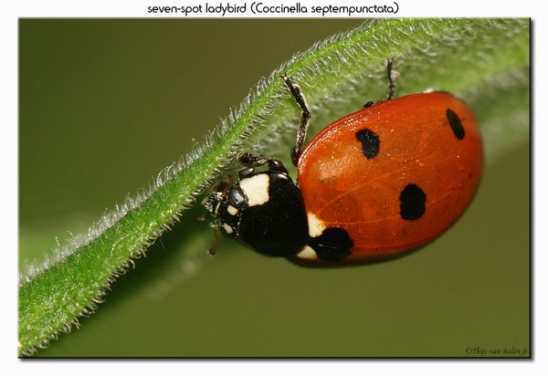 seven-spot ladybird