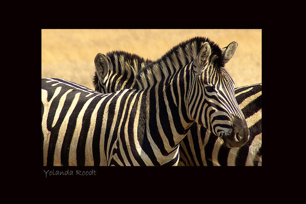 Zebra at Rietvlei