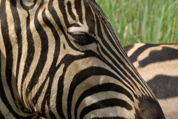 Zebra up close