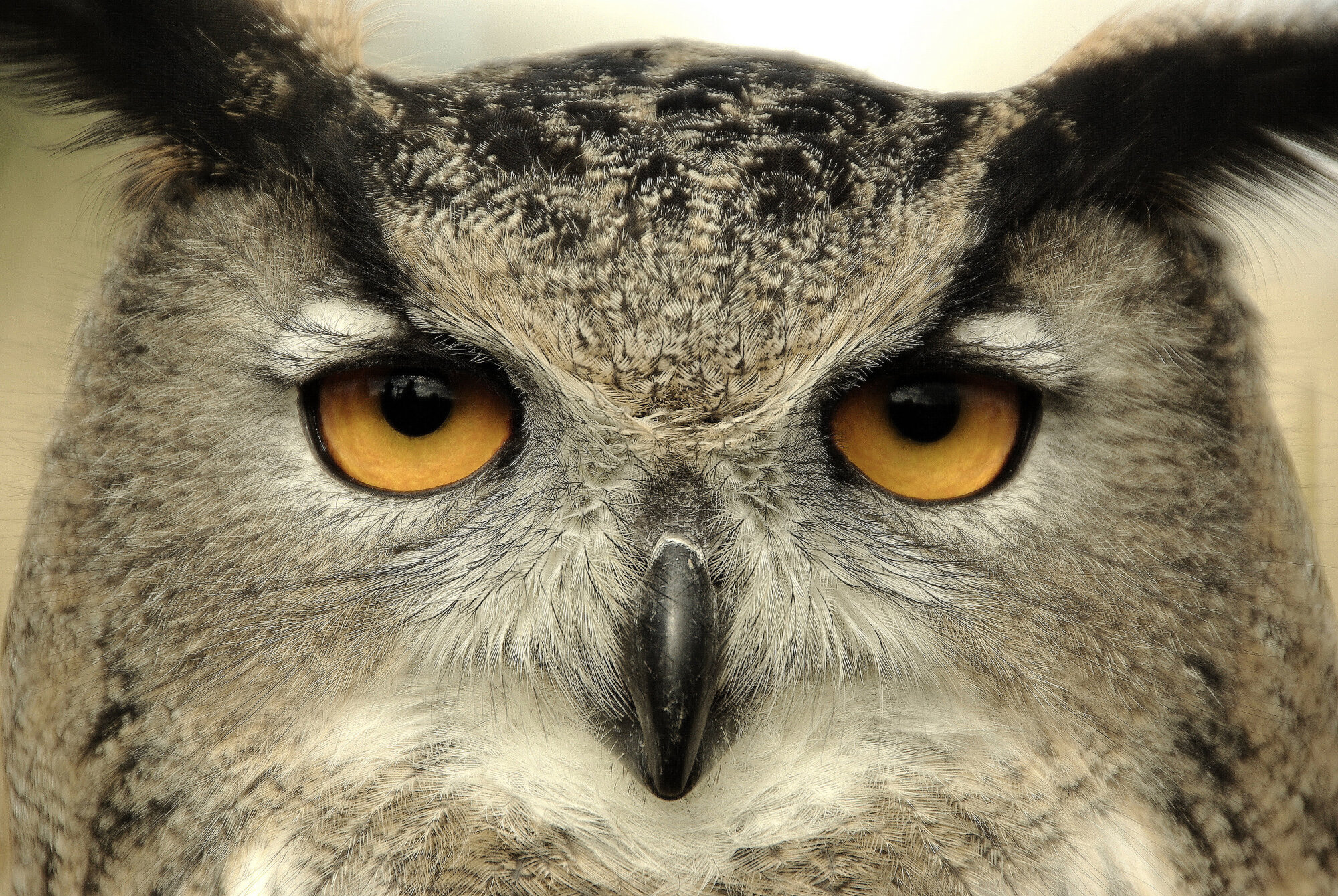 Beaky