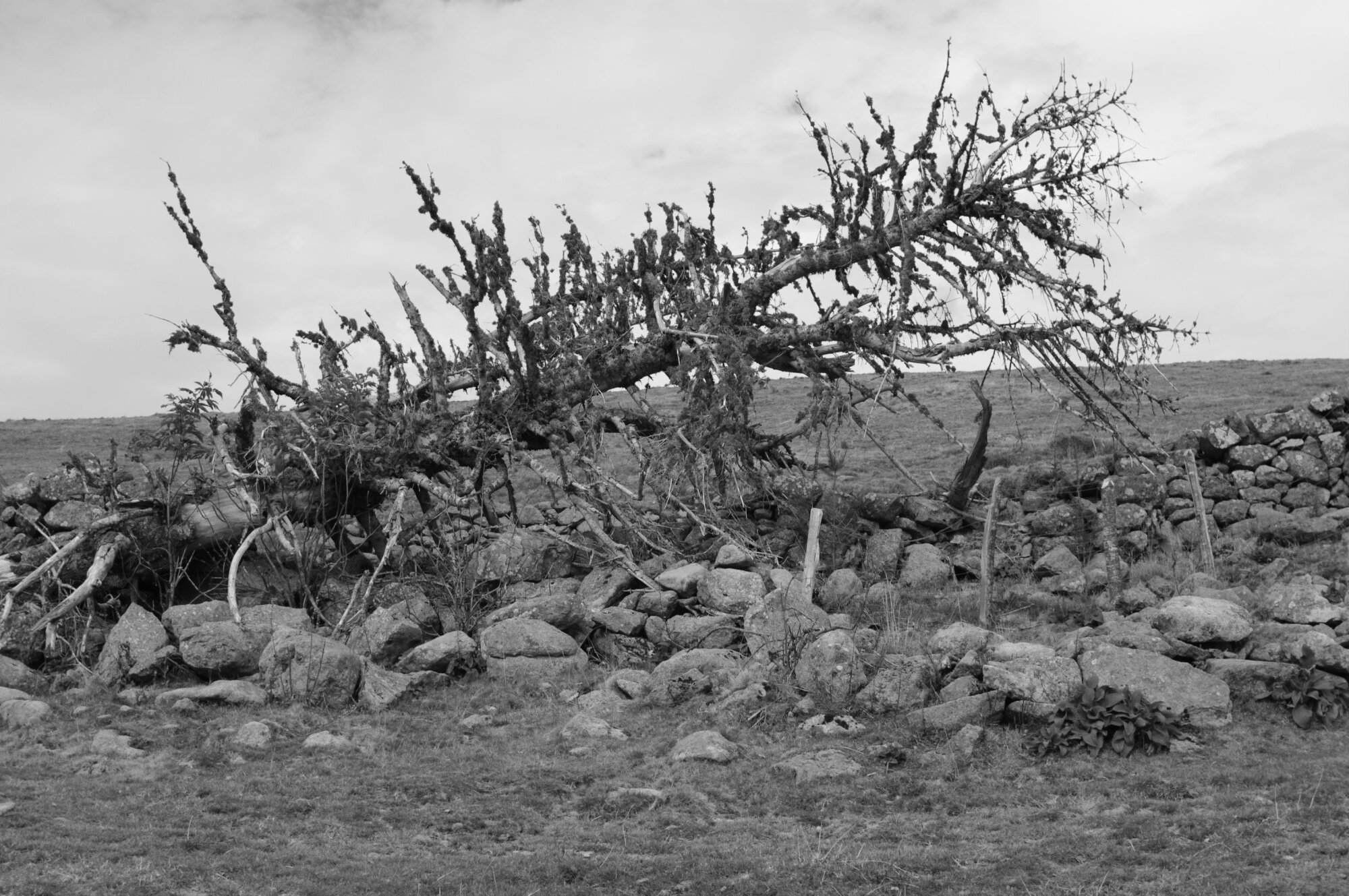 dead tree
