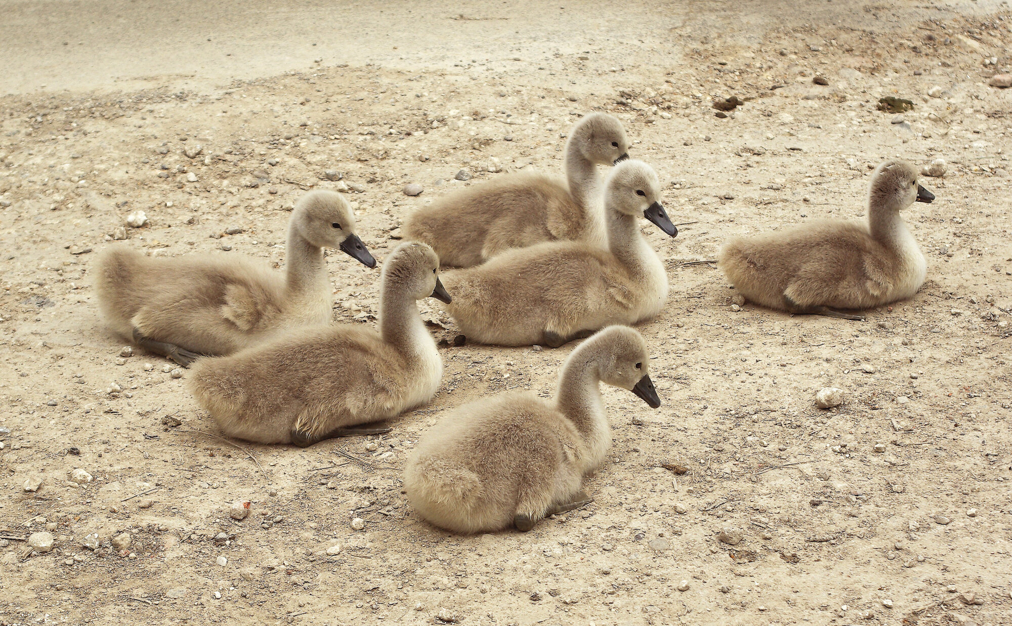 Meet the Family