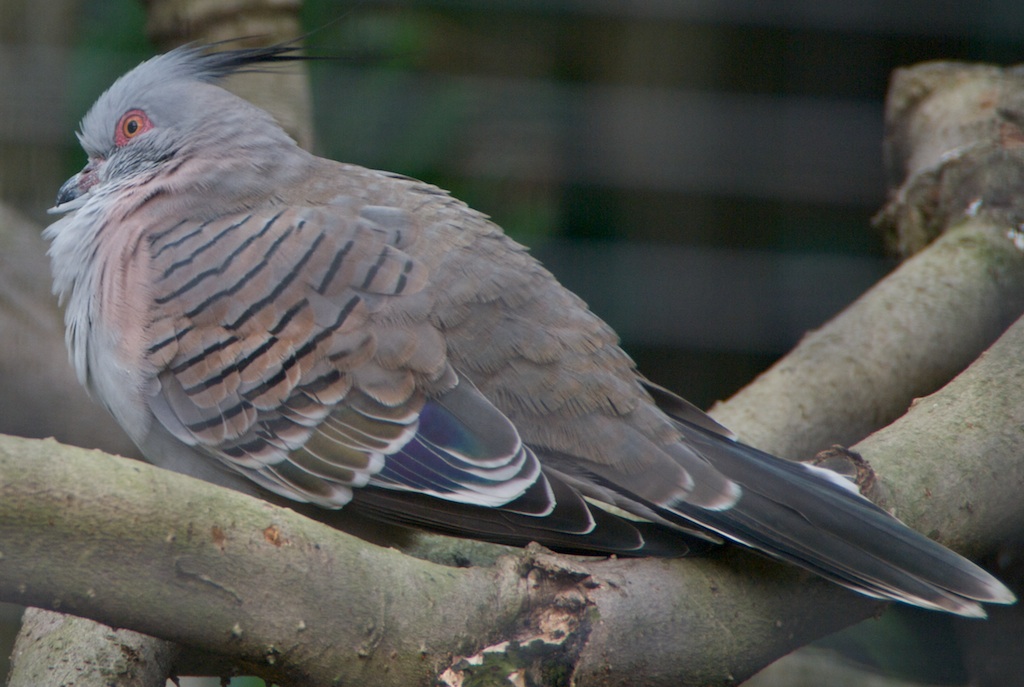 Quiet Pigeon