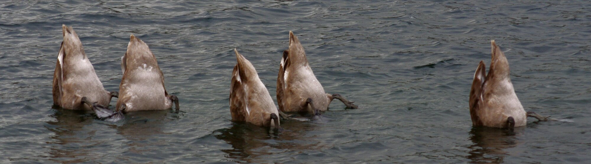 signets at work