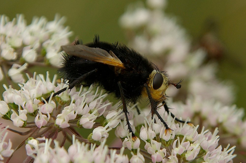 Bumblebee Mimic