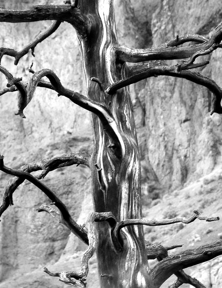old tree