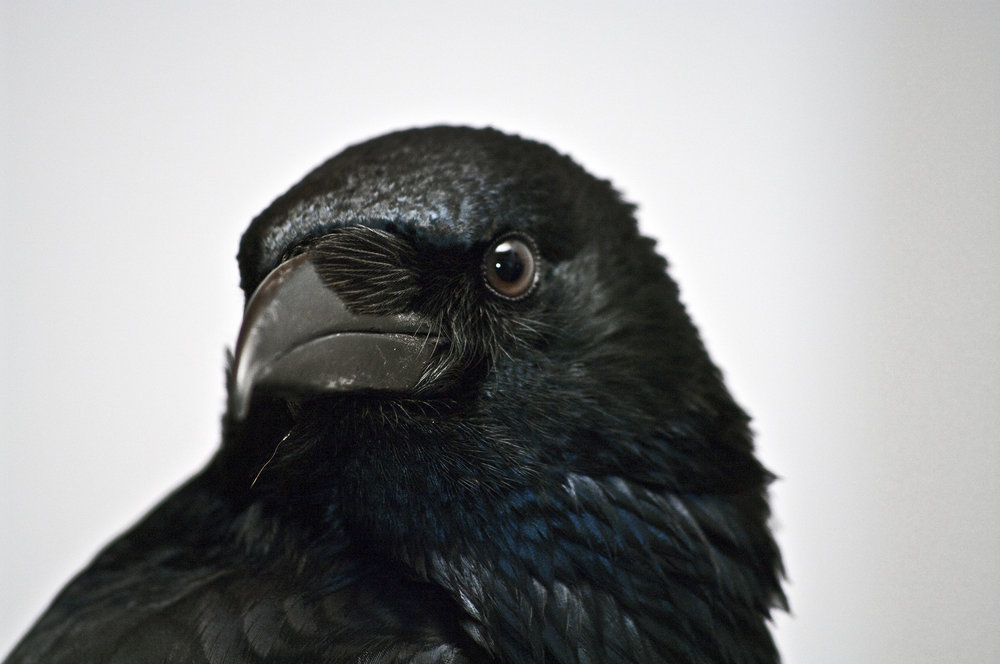 Portrait of a raven II
