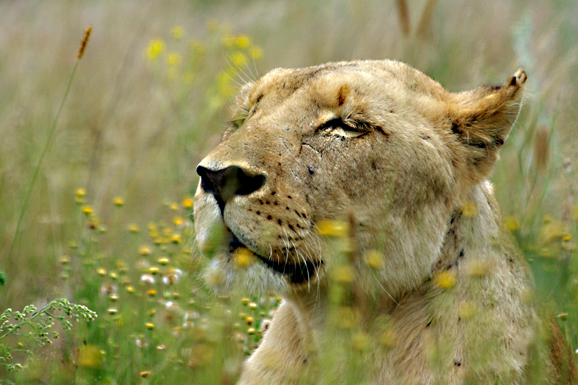 Queen of the jungle