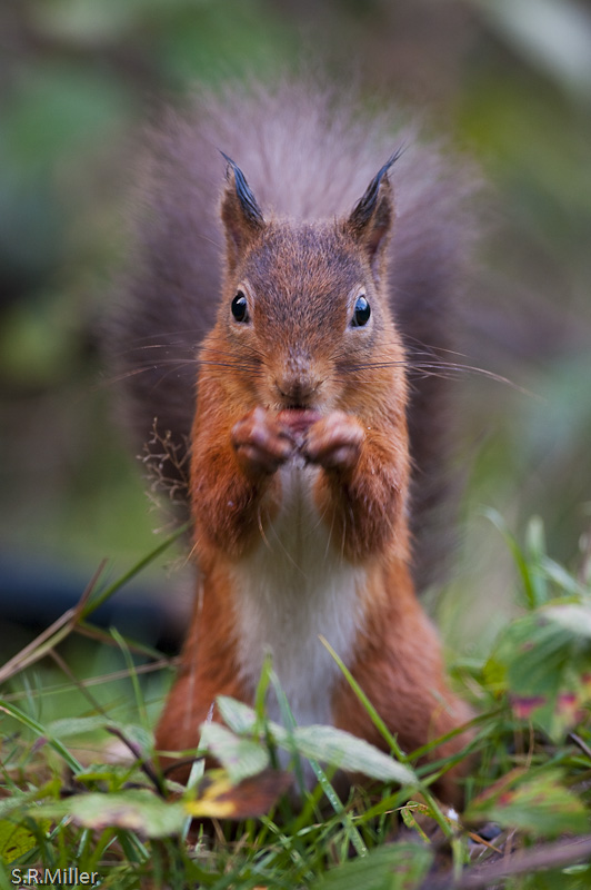 Red Squirrel