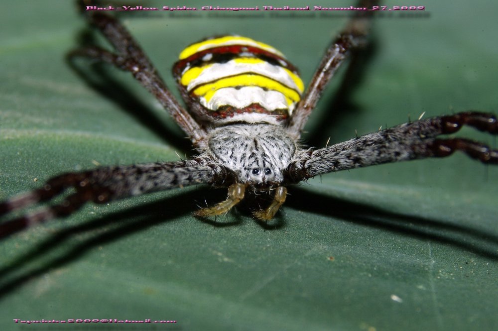 Spider Chiangmai Thailand November 28,2009