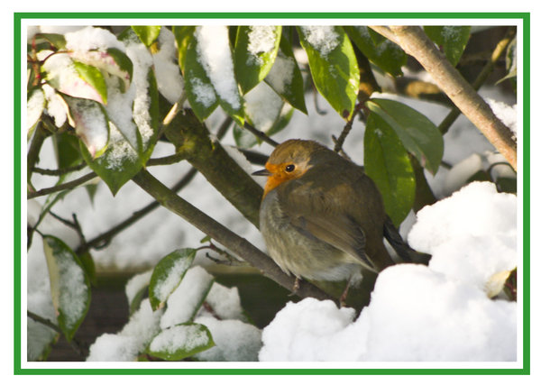 A Xmas Robin