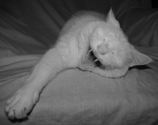 A yawn and a stretch...