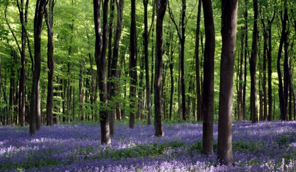 Blue bells, Hampshie, England.