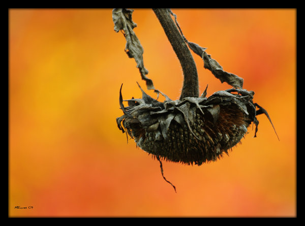 Death Of A Sunflower