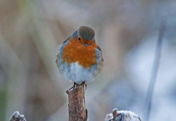 Don't be downhearted..., it's nearly christmas!
