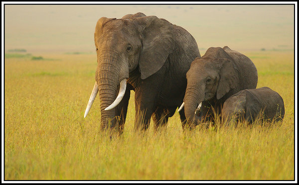 Elephant Family